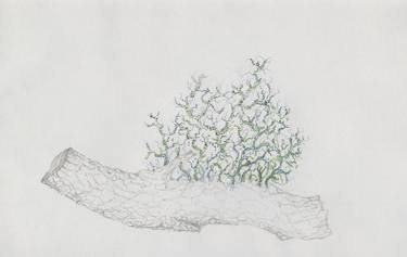 Original Nature Drawings by Beatriz Valiente