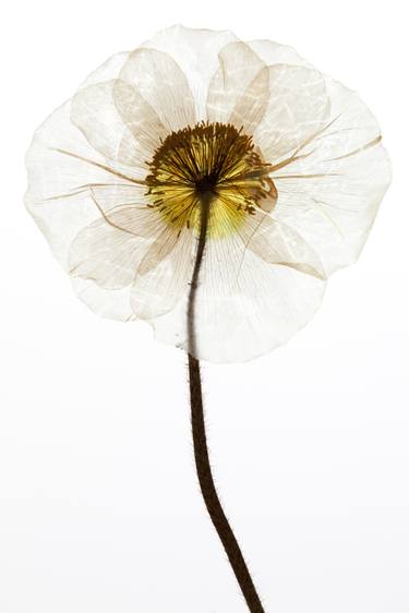 White Poppy thumb