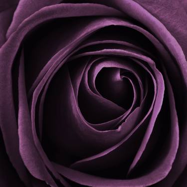 purple rose thumb