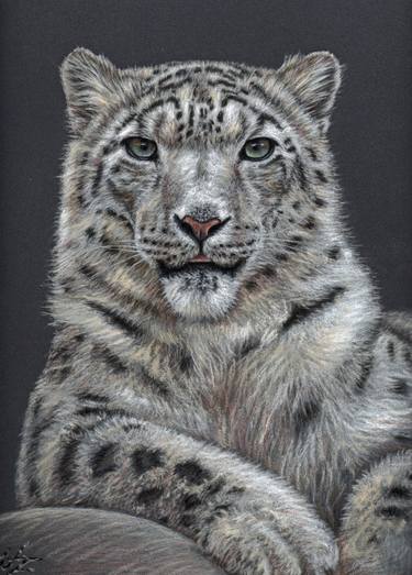 Print of Realism Animal Drawings by Nicole Zeug