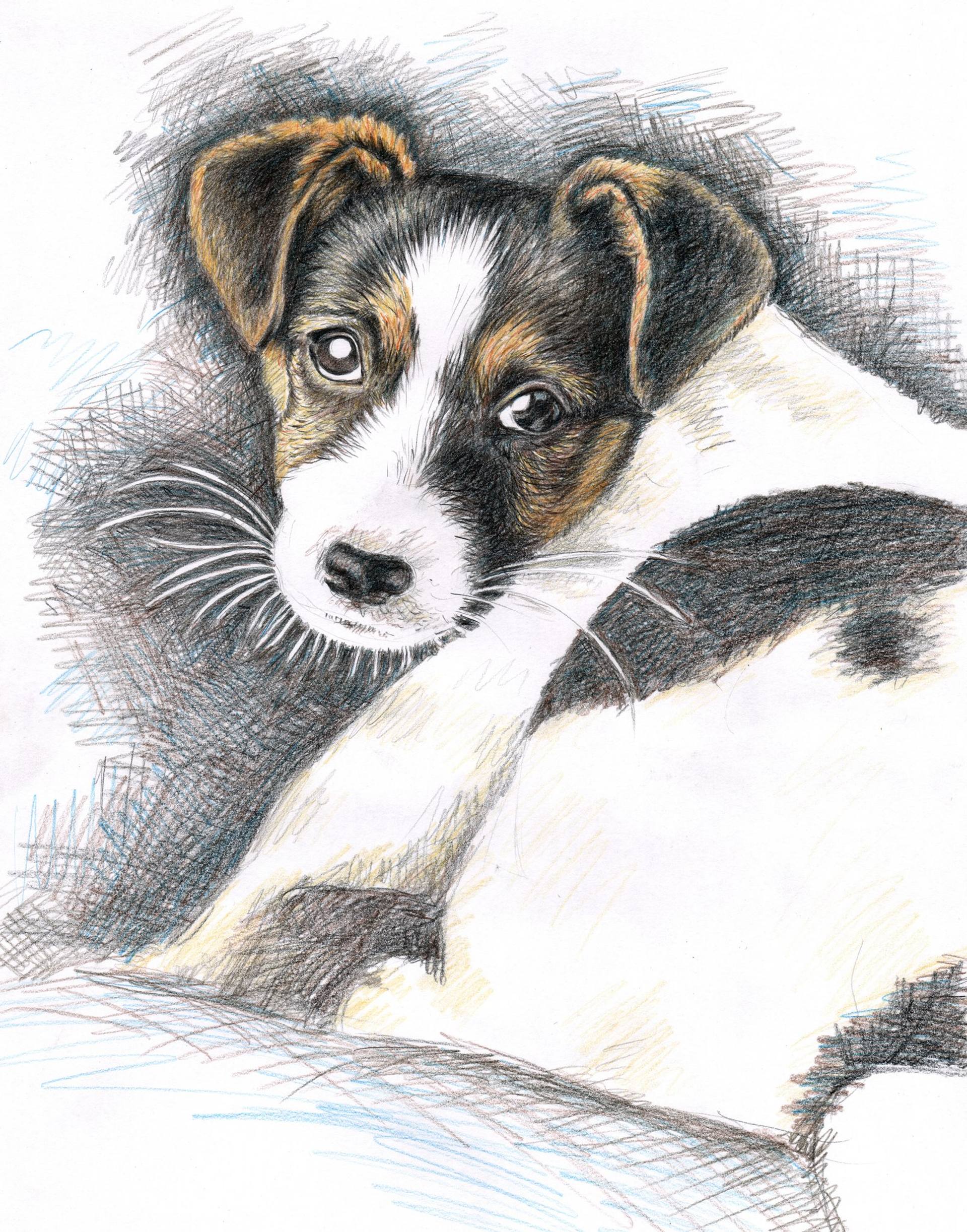 Jack Russell Puppy Drawing by Nicole Zeug Saatchi Art