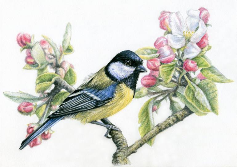 Great Tit Pencil Drawing Printable Great Tit Drawing Great
