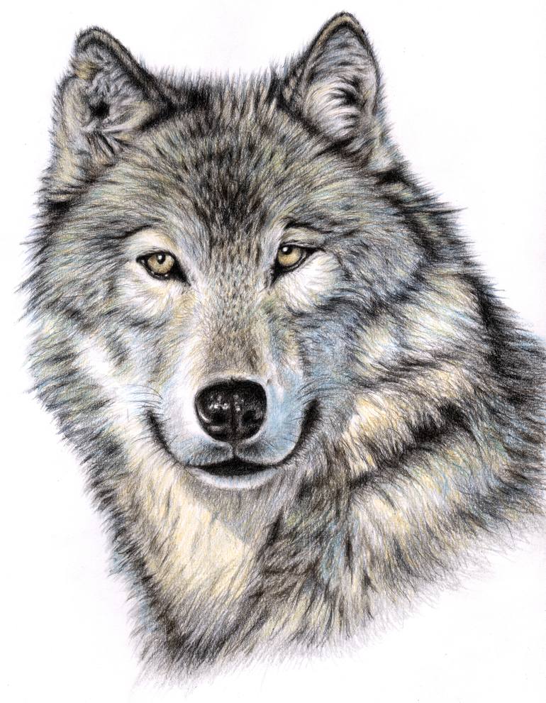 artistic wolf drawings