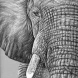 African Elephant - Afrikanischer Elefant by Nicole Zeug