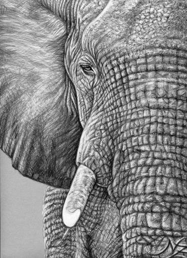 African Elephant - Afrikanischer Elefant thumb