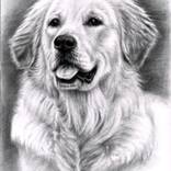 Golden Retriever Portrait by Nicole Zeug