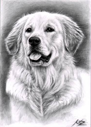 Golden Retriever Portrait thumb