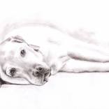 The Tired Labrador by Nicole Zeug