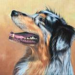 Australian Shepherd Dog by Nicole Zeug
