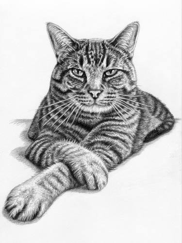 Original Portraiture Animal Drawings by Nicole Zeug