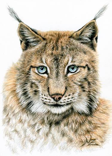 Print of Realism Animal Drawings by Nicole Zeug