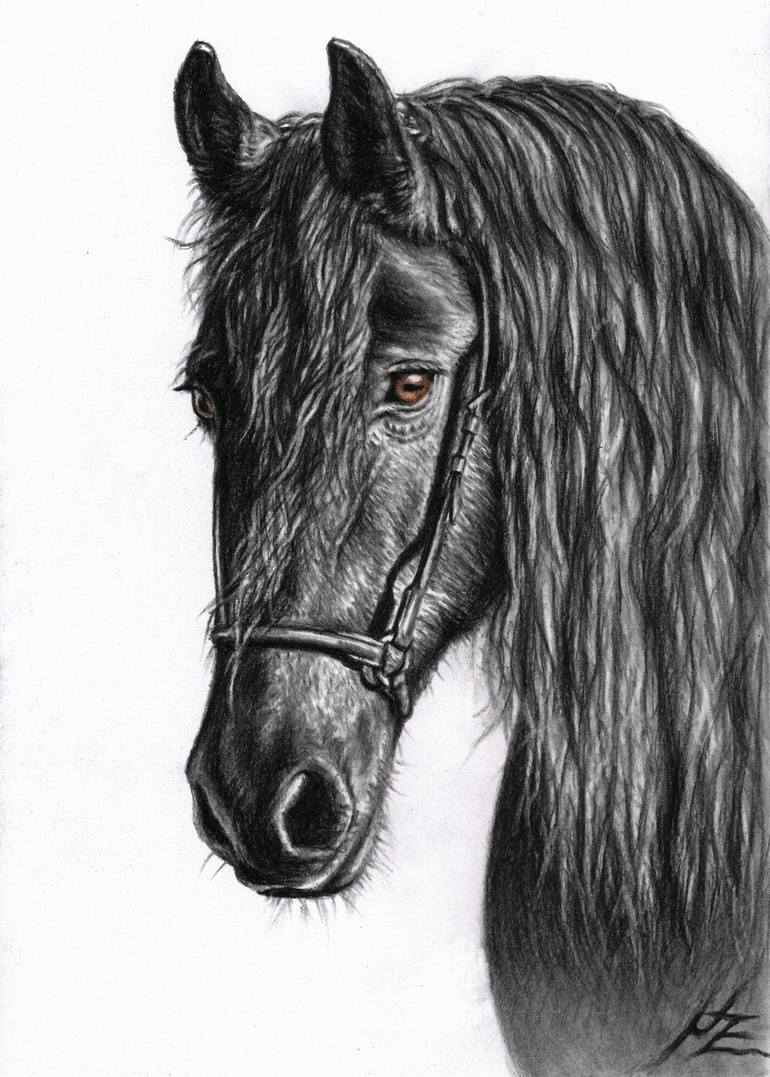 friesian horse head drawings