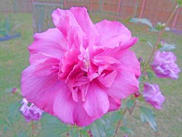 Beautiful Blooming Fuschia Rose thumb
