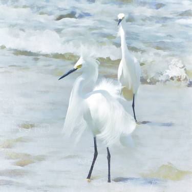 Snowy Egrets thumb