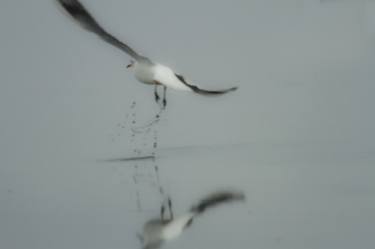 Seagull thumb