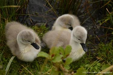 New Born Cygnets thumb