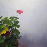Geranios Study Painting by Jose Higuera by Jose Higuera