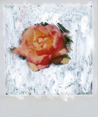 Rose on White Background thumb