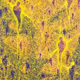 Collection "String Theory" Series 2005-2006