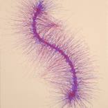 Collection "Species Series"