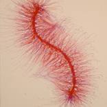 Collection "Species Series"