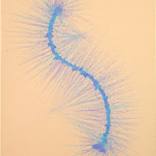 Collection "Species Series"