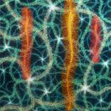 Collection "Presence" Series 2009-2012