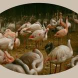 Flamingos in the hall of mirrors by David Aston