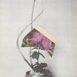 Bloom by Anna Bu Kliewer