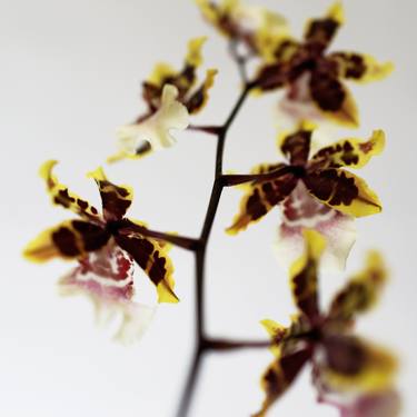Original Abstract Floral Photography by Vers Leblanc