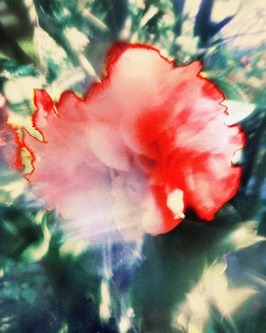 Print of Fine Art Floral Photography by Jon Jacobsen