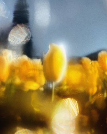 Print of Abstract Floral Photography by Jon Jacobsen