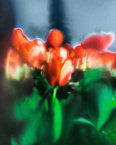 Original Floral Photography by Jon Jacobsen