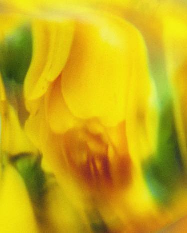 Print of Floral Photography by Jon Jacobsen