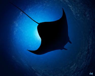 Manta Ray thumb