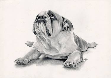 Original Realism Animal Drawing by Bianca Ferrando