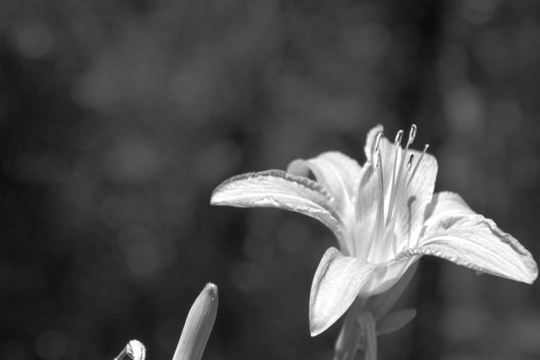 Tiger Lily In Black And White Photography By Judy Hall Folde