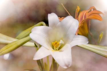 Print of Realism Floral Photography by Judy Hall-Folde