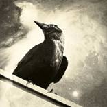 Collection Ravens wings must fly 