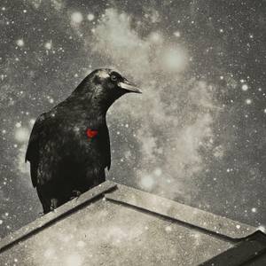Collection Ravens wings must fly 