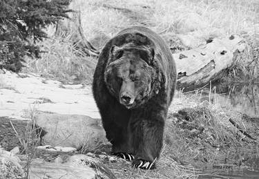 Coola, orphan grizzly bear of Grouse mnt, Vancouver, BC thumb