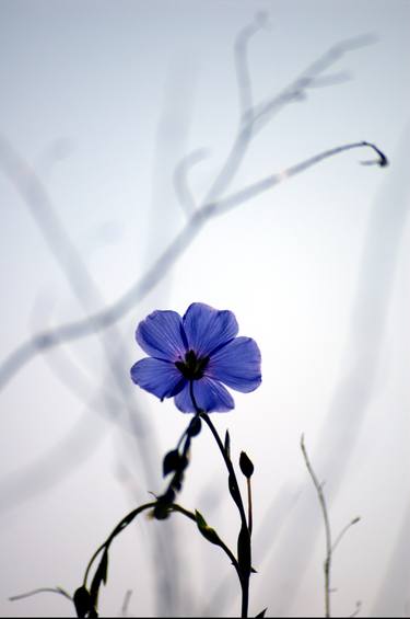 Original Minimalism Floral Photography by ImRe György