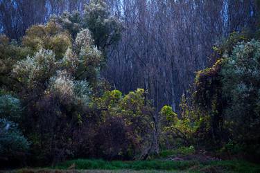 Original Fine Art Tree Photography by ImRe György