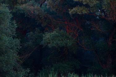 Original Fine Art Tree Photography by Imre György