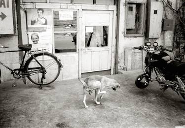 Print of Documentary Dogs Photography by Peter Rodger