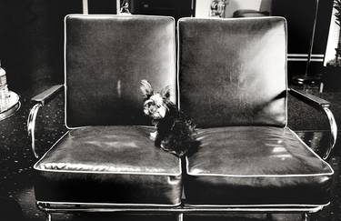 Original Documentary Dogs Photography by Peter Rodger