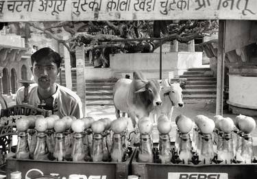 Original Documentary Cows Photography by Peter Rodger