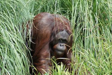 Timid Orangutan thumb