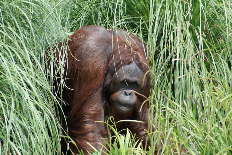 Timid Orangutan