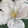Collection White flower paintings